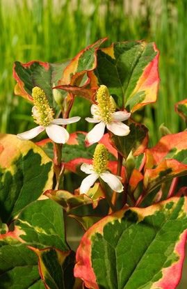 Touleň srdčitá "Chameleon" - Houttuynia cordata "Chameleon" - Zahradní a vodní doplňky, dekorace Vodní rostliny + košíky