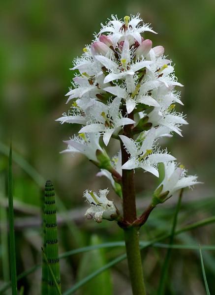 Vachta trojlistá - Menyanthes trifoliata - Zahradní a vodní doplňky, dekorace Vodní a suchozemské rostliny + košíky