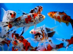 Schubunkin-Carassius auratus gibbosus (12-16cm)