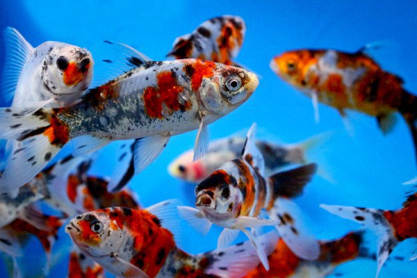 Schubunkin-Carassius auratus gibbosus (12-16cm) - Ryby a potřeby pro ryby KOI, jeseteři, ostatní okrasné ryby