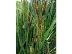 Ostřice ostrá - Carex acutiformis