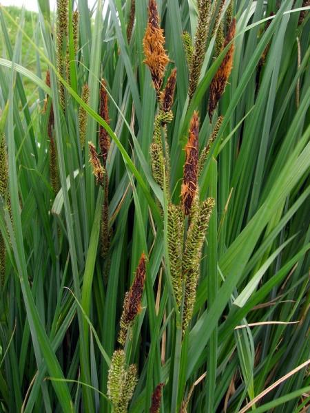 Ostřice ostrá - Carex acutiformis - Zahradní a vodní doplňky, dekorace Vodní a suchozemské rostliny