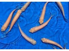Amur zlatý - Ctenopharyngodon idella gold (12-15cm)