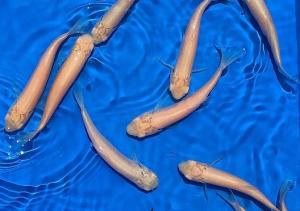 Amur zlatý - Ctenopharyngodon idella gold (12-15cm) - Ryby a potřeby pro ryby KOI, jeseteři, ostatní okrasné ryby
