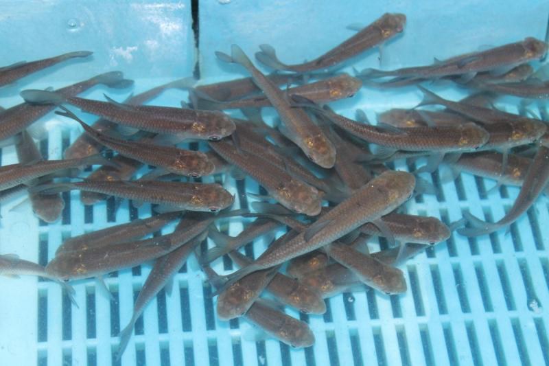 Amur bílý - Ctenopharyngodon idella (8-11cm) - Ryby a potřeby pro ryby KOI, jeseteři, ostatní okrasné ryby