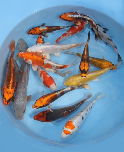 KOI kapr - Cyprinus carpio koi (40-50cm) výběr - Ryby a potřeby pro ryby KOI, jeseteři, ostatní okrasné ryby