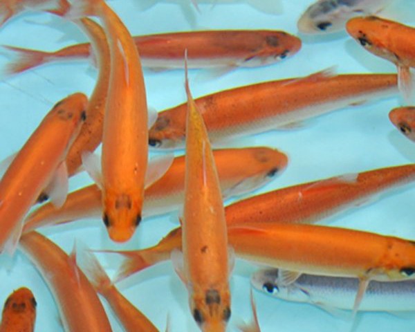 Jesen zlatý - Leuciscus idus gold (9-11cm) - Ryby a potřeby pro ryby KOI, jeseteři, ostatní okrasné ryby