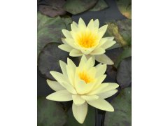 Leknín žlutý - Nymphaea Marliacea Chromatella