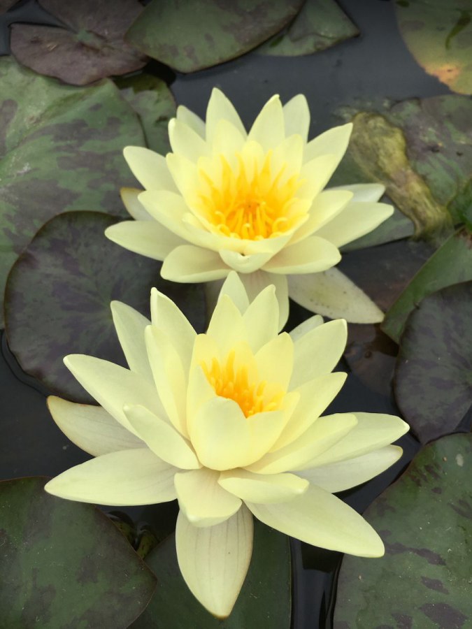 Leknín žlutý - Nymphaea Marliacea Chromatella - Zahradní a vodní doplňky, dekorace Vodní rostliny + košíky