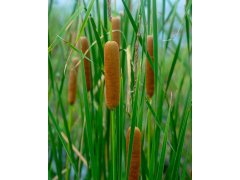 Orobinec úzkolistý - Typha angustifolia