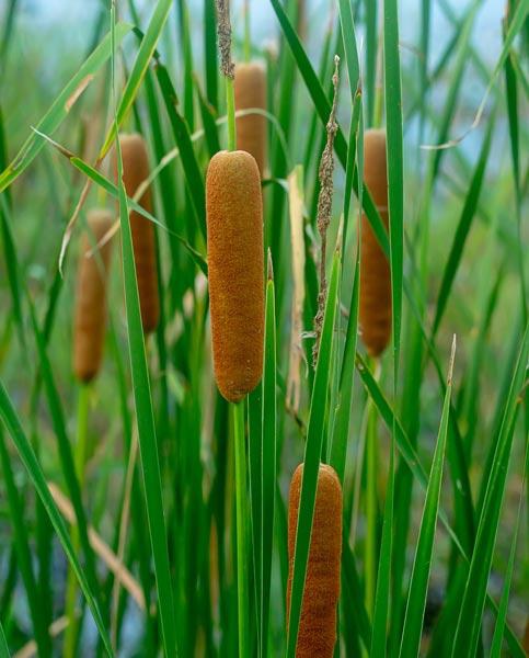 Orobinec úzkolistý - Typha angustifolia - Zahradní a vodní doplňky, dekorace Vodní a suchozemské rostliny + košíky