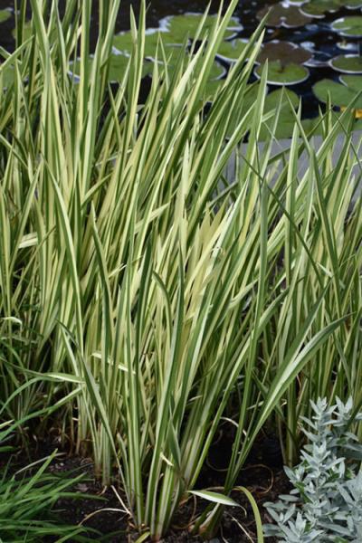 Puškvorec obecný Variegatus - Acorus calamus Variegatus - Zahradní a vodní doplňky, dekorace Vodní a suchozemské rostliny + košíky
