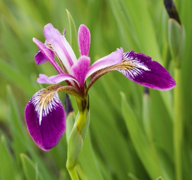 Kosatec fuchsiový - Iris versicolor Kermesina - Zahradní a vodní doplňky, dekorace Vodní a suchozemské rostliny