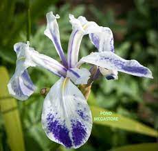 Kosatec sv. fialový - Iris kaempferi Mottled Beauty - Zahradní a vodní doplňky, dekorace Vodní a suchozemské rostliny