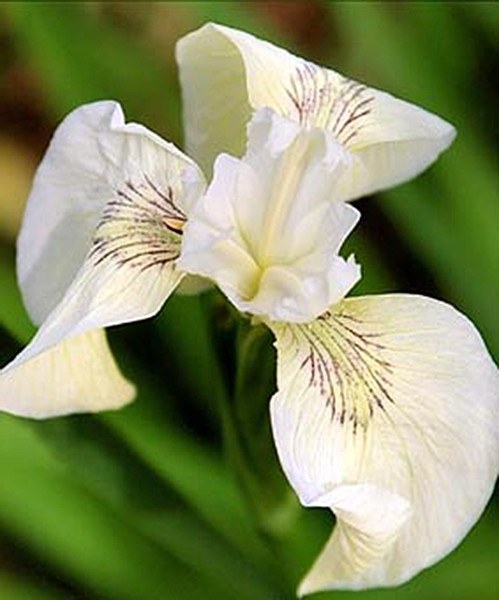 Kosatec krémový Iris pseudacorus Creme de la Creme - Zahradní a vodní doplňky, dekorace Vodní rostliny + košíky