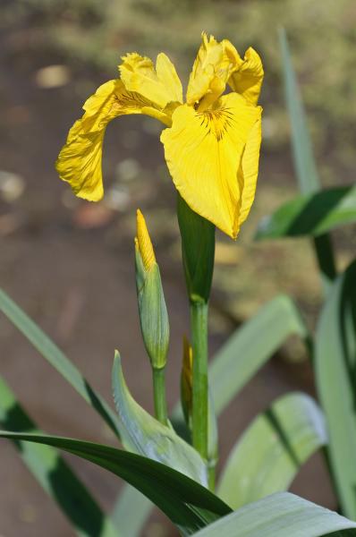 Kosatec žlutý - Iris pseudacorus - Zahradní a vodní doplňky, dekorace Vodní a suchozemské rostliny