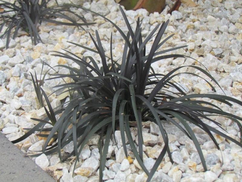 Sedoulek plochostvolý - Ophiopogon planiscapus - Zahradní a vodní doplňky, dekorace Vodní a suchozemské rostliny