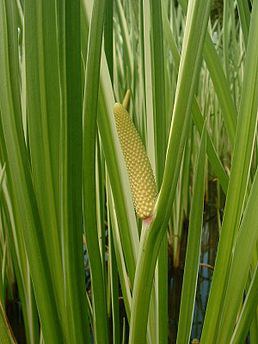 Puškvorec obecný - Acorus calamus - Zahradní a vodní doplňky, dekorace Vodní a suchozemské rostliny + košíky