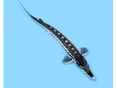 Jeseter hvězdnatý - Acipenser stellatus (50-60cm)