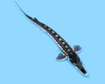 Jeseter hvězdnatý - Acipenser stellatus (50-60cm) - Ryby a potřeby pro ryby KOI, jeseteři, ostatní okrasné ryby