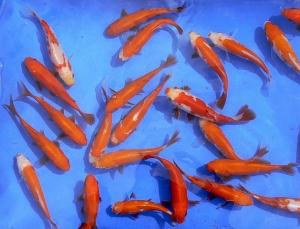 Karas zlatý - Carassius auratus gold (8-10cm) - Ryby a potřeby pro ryby KOI, jeseteři, ostatní okrasné ryby
