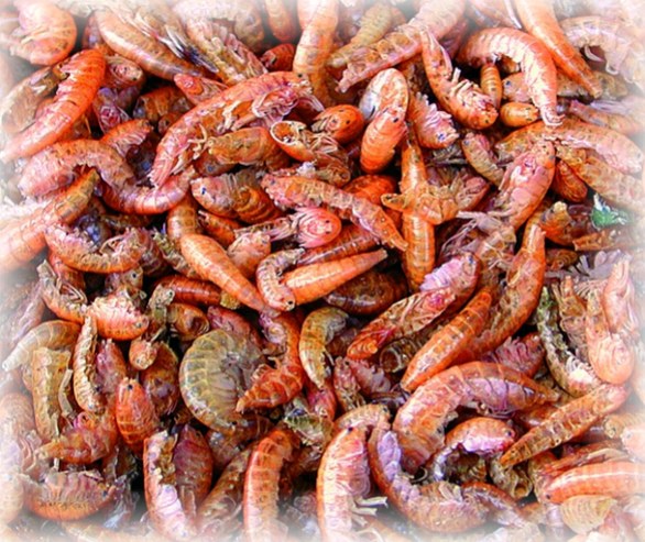 Sušení sladkovodní korýši 1 l (100g) - Ryby a potřeby pro ryby Vitamíny a doplňková krmiva