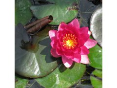 Leknín růžový - Nymphaea James Brydon