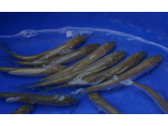 Ostroretka stěhovavá - Chondrostoma nasus (16-19cm)