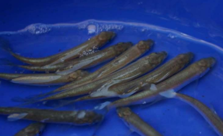 Ostroretka stěhovavá - Chondrostoma nasus (16-19cm) - Ryby a potřeby pro ryby KOI, jeseteři, ostatní okrasné ryby