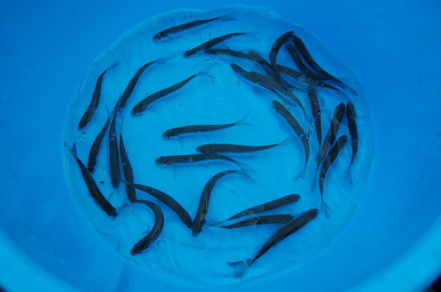 Ostroretka stěhovavá - Chondrostoma nasus (10-14cm) - Ryby a potřeby pro ryby KOI, jeseteři, ostatní okrasné ryby