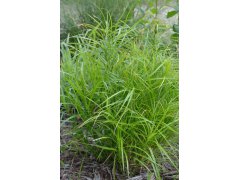 Ostřice palmová - Carex muskingumensis